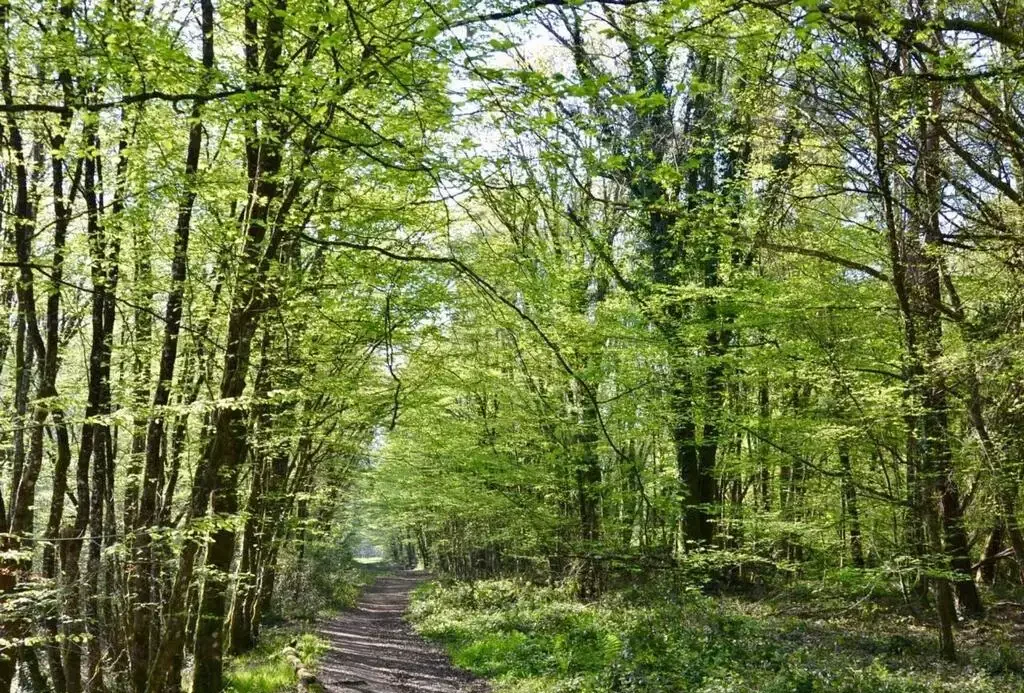 Forêt du Gâvre